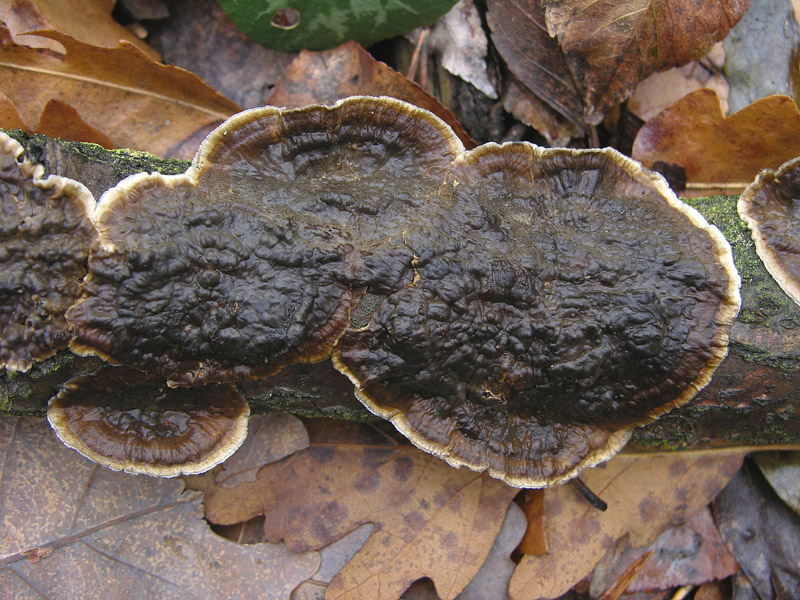 5 giorni d''acqua...poi i funghi (25 novembre)